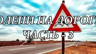 Олени на дороге - часть-3 - пересечение сплошной, выезд на встречку