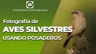 Cómo ARMAR un POSADERO y COMEDERO para FOTOGRAFIA DE AVES