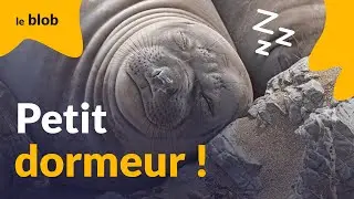 Éléphant de mer : une technique de sommeil pour se mettre à l’abri