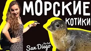 USA VLOG #6: последний день в San Diego, морские котики на пляже