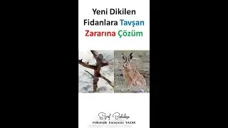 Yeni Dikilen Fidanlara Tavşan Zararına Çözüm