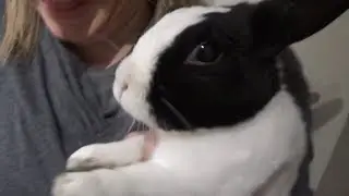Rabbit tries a lemon for the first time!
