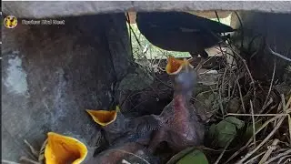 Common myna Birds Feed the baby in the nest well [ 27] [ Review Bird Nest ]