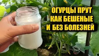 1 ЛИТР ПОД ОГУРЦЫ! ЗАСЫПЯТ УРОЖАЕМ И ЖЕЛТЕТЬ НЕ БУДУТ! ОБЪЯСНЯЮ ЧТО ВНЕСТИ ЧТОБЫ КУСТ ОГУРЦОВ ПОПЕР