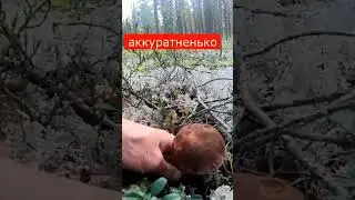 Я тебя аккуратненько! Нашёл белый гриб боровик Сказочная Карелия Грибы 2023 
