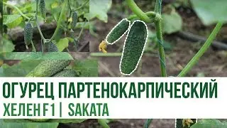 Огурец партенокарпический ХЕЛЕН F1, Sakata | Agrolife.ua рекомендует