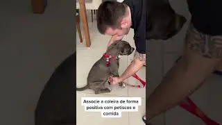 Como ensinar um filhote de cachorro a passear #shorts