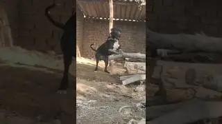 Aggressive Pakistani Bully Kutta in India 🎯 