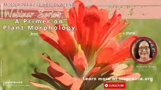 Missouri Prairie Foundation Webinar: A Primer on Plant Morphology