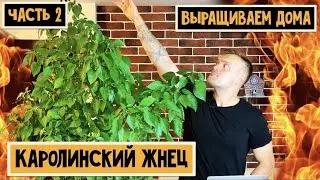 Каролинский жнец (Carolina reaper). Часть 2. Неожиданный поворот. 18+