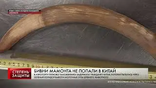 БИВНИ МАМОНТА НЕ ПОПАЛИ В КИТАЙ