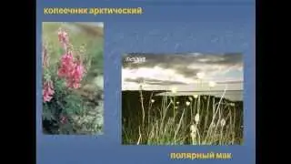 Тундра природная зона