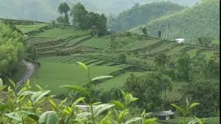 Tea Farm Landscape