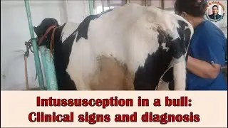 #Intussusception in a bull/#drrbkushwaha/#USG findings