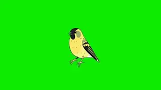 Animated Bird green screen Animation Effects HD video || Chroma key