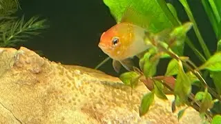 GOLDEN RAMS ARE BREEDING