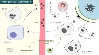 Pathogenesis of viral infection