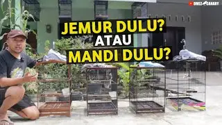 TIPS RAWATAN KENARI RAJIN BUNYI & MENTAL BAGUS‼️JEMUR DULU ATAU MANDI DULU❓