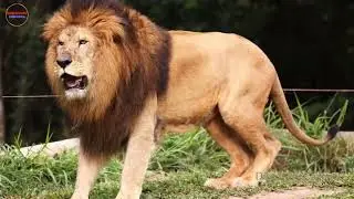 Top 7 most majestic and powerful kings in the animal world