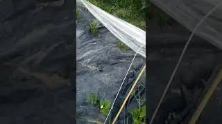 Земляника и клубника на чёрной плёнке в парнике тоннеле