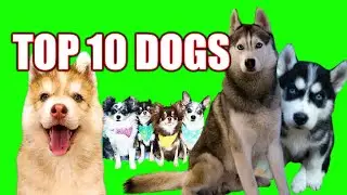 Про собак  на ютуб или ТОП 10 самых крупных русскоязычных каналов про собак 2020.