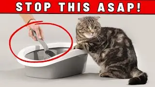 These 13  Common Litter Box Mistakes Are Seriously HURTING YOUR CAT