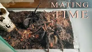 Tarantula mating - Xenesthis immanis