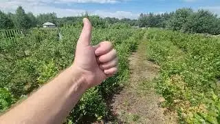 Что случилось с голубикой Ханна Чойз !