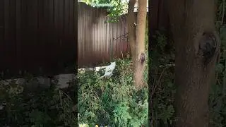 Встреча с соседским котейкой 🐈🤝😊