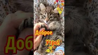 Добре Утро!