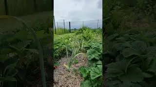 Мой рокамболь (чеснок - лук) не цветёт ещё.