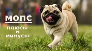 МОПС. Плюсы и минусы породы PUG