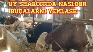 Uy sharoitida nasldor buqalarni yemlash jarayonidan o‘rganamiz.