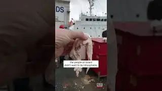 Sailor Feeds Raw Meat to Bald Eagle #Shorts