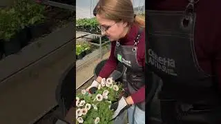 Чтобы петунии было пышные! 