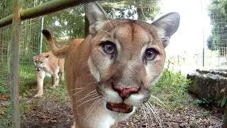 GoPro: Feeding Cougars