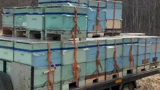 Пчеловодство  : перевозка пчелосемей  Электропастух от медведя
