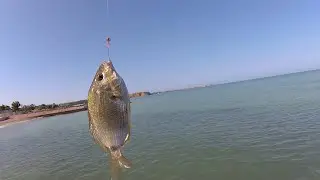 Морская рыбалка. Трудовой ласкирь.