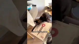 Ждала Дайсон.