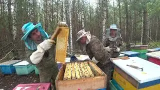 ОТБОР МЁДА С ТОЧКА №2, РАБОТА ПЧЁЛ БАКФАСТА