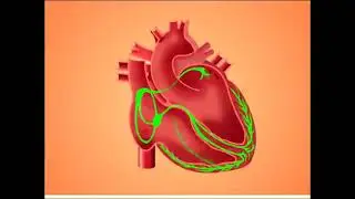 Cardiac action Potential and Effects of Antiarrthymic Drugs