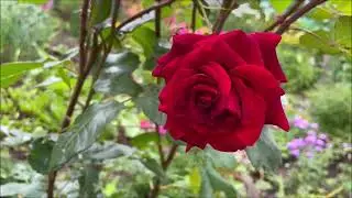 В саду у Надежды