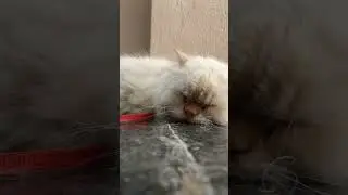 cute sleepy teddy kitten 🙂 #cat #beautifulcat #persiancat #viralshorts