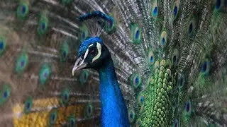 The Mesmerizing World Of Peacocks! 🦚 Nature’s Living Art #wildlife #nature #birds