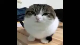 Angry cat