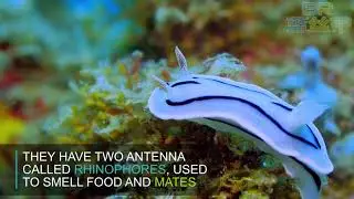 Nudibranchs Mating Rituals - Anilao Dive Resort Site by Blue Ribbon Dive Resort