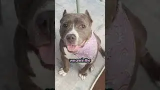 Rescue Pittie Creates Absolute Chaos During Family Meals | The Pack