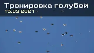 Тренировка голубей 15.03.2021