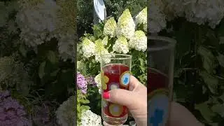 Что делать с излишками голубики???