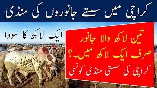 Karachi Cow Mandi 2023 | Malir Cow Mandi 2023 Price Updates | Karachi news today Unloading Of 2023